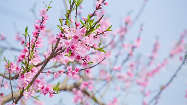 驚蟄春醒桃花開(kāi) 黃鸝歌唱燕歸來(lái)