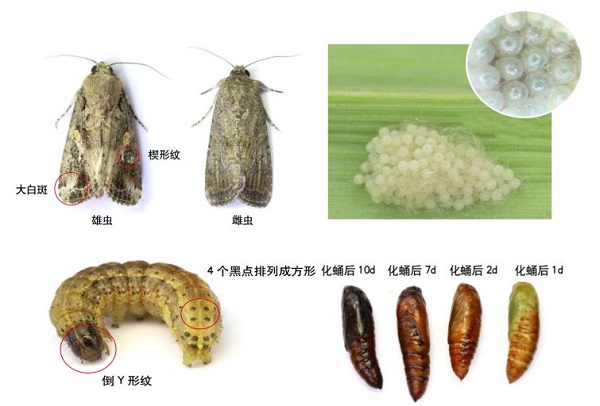 草地貪夜蛾不是終點(diǎn)，而是單個需求