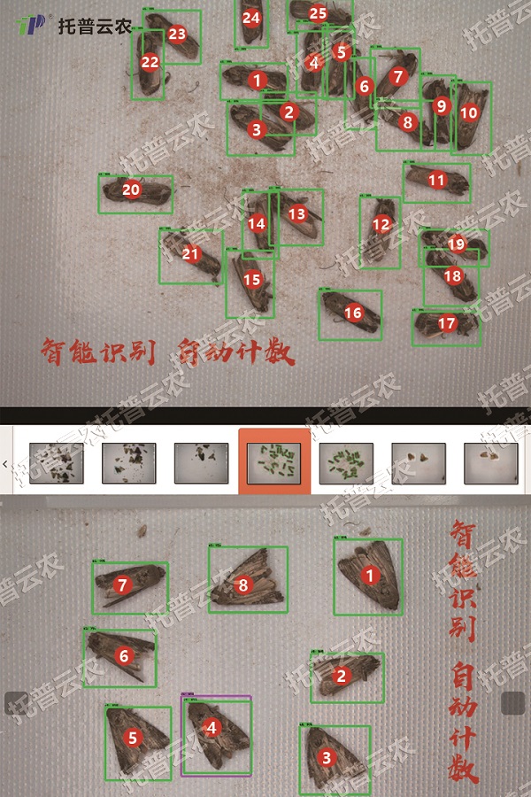 草地貪夜蛾不是終點(diǎn)，而是單個需求
