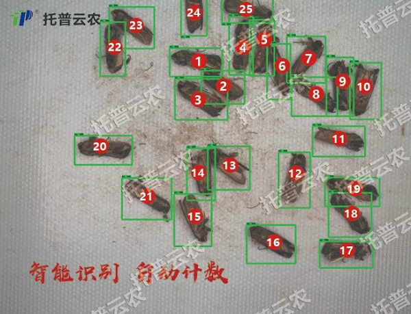 蟲(chóng)情監(jiān)控系統(tǒng)自動(dòng)識(shí)別計(jì)數(shù)
