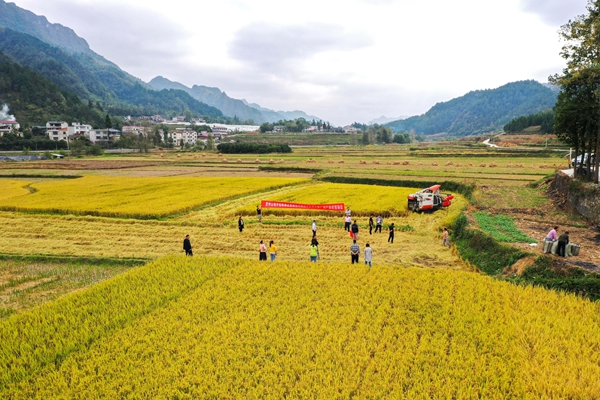 2021年10月8日，在貴州省麻江縣壩芒鄉(xiāng)樂坪村，人們參加從南京農(nóng)業(yè)大學引進試種的水稻新品種測產(chǎn)驗收現(xiàn)場會（無人機照片）